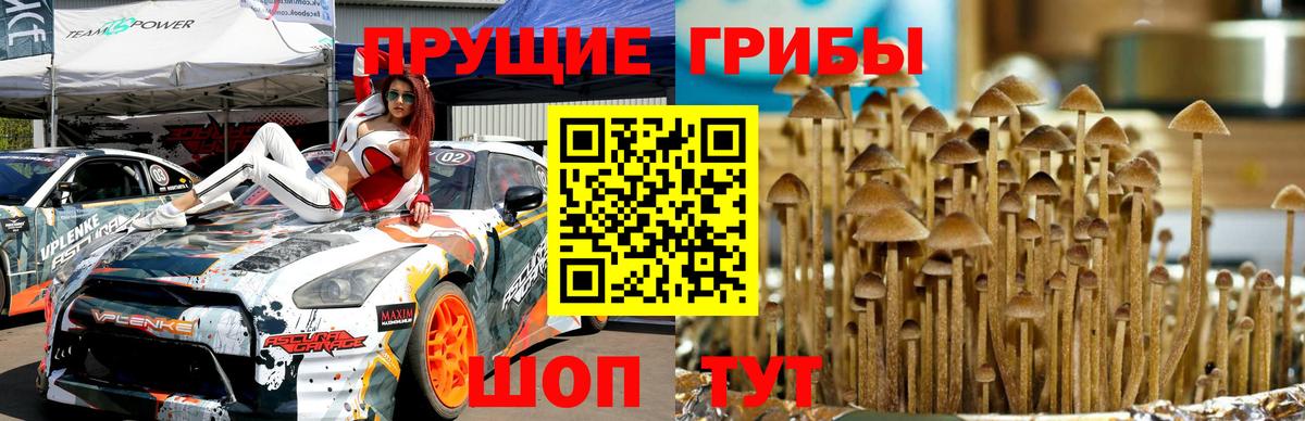 Псилоцибиновые грибы мухоморы  Вход с VPN  Знаменск  Псилоцибиновые грибы Psilocybine cubensis 